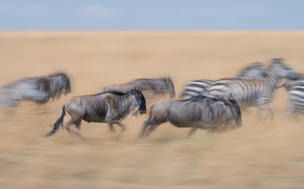 Dynamic Safari Motion by Alexandr Kukrinov — canvas wall art