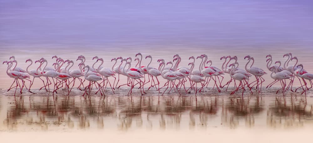 Wading Pink Flamingos by Ahmed Thabet — canvas wall art
