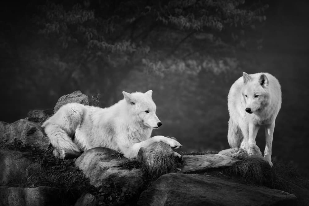 White Wolves Serenity by Hans Repelnig — canvas wall art