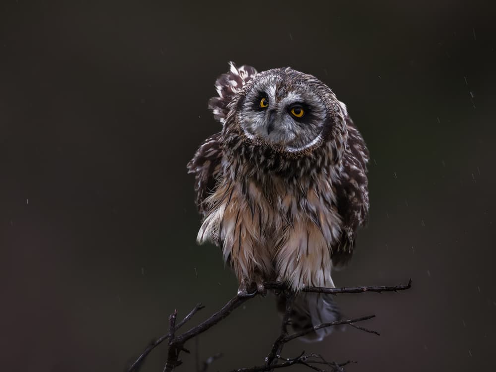 Wild Owl Gaze by Taksing (吉星高照) — canvas wall art
