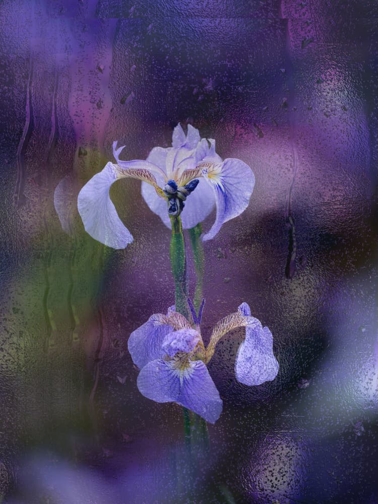 Rainy Window Irises by YoungIl Kim — canvas wall art