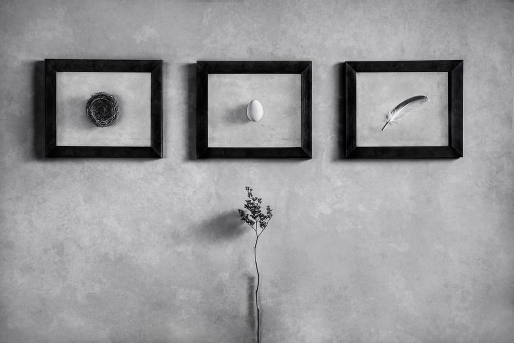 Nest Egg Feather by Stephen Clough — canvas wall art