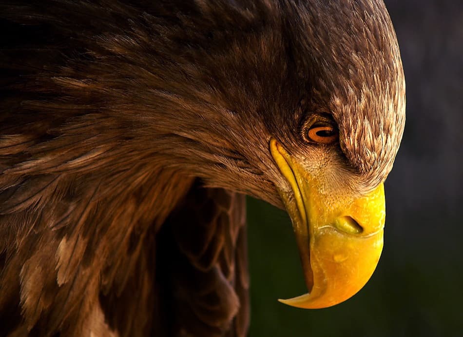 Intense Eagle Gaze by Adriana K.H. — canvas wall art