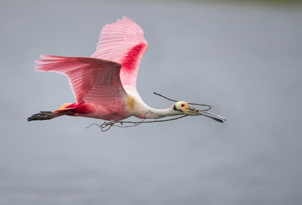 Roseate Spoonbill in Flight by Greg Barsh — canvas wall art