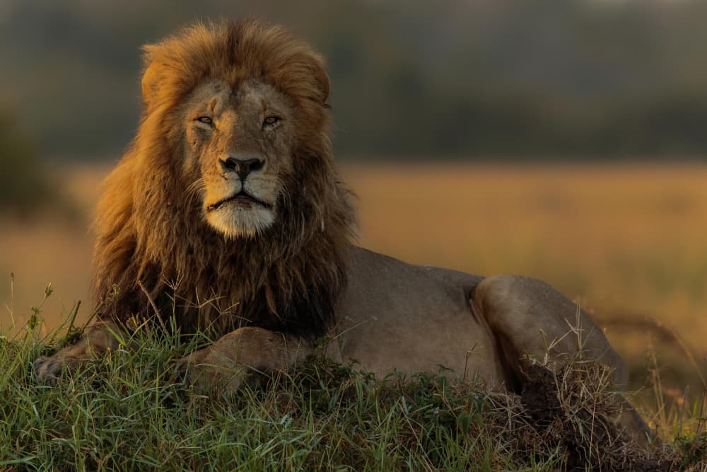 Golden Hour Lion by Massimo Mei — canvas wall art