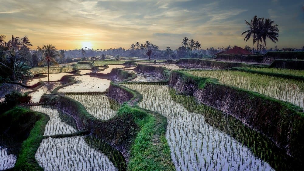 Bali Rice Terraces Sunrise by Eden Antho — canvas wall art