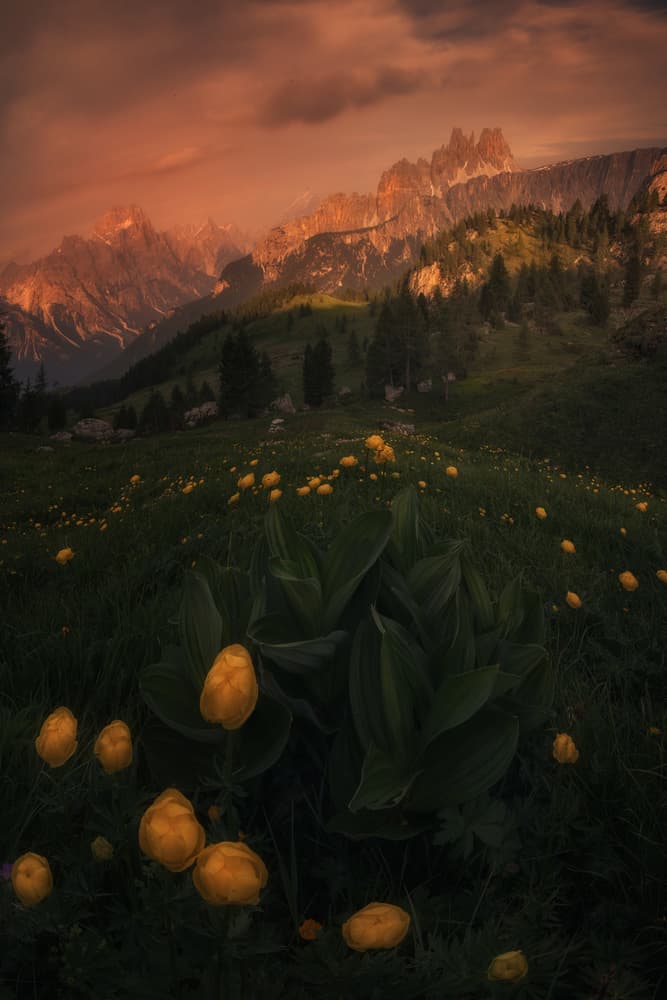 Golden Alpine Meadow Sunset by David Martin Castan — canvas wall art