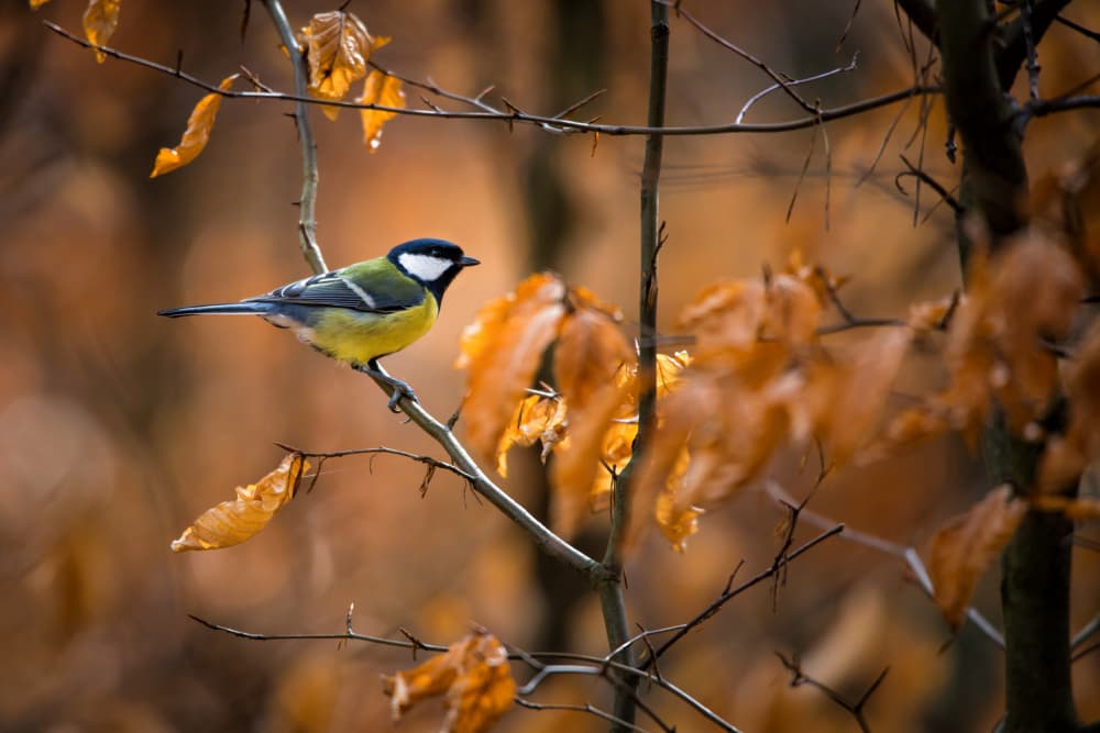 Great Tit on Autumn Branch by Marcin Kopczynski — canvas wall art