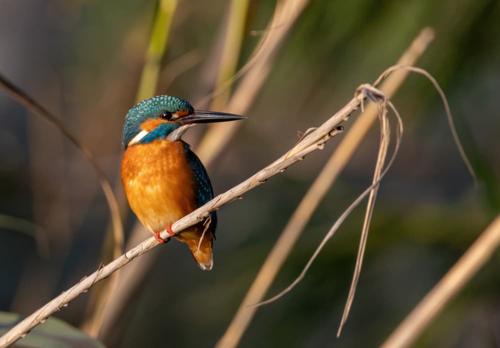 Golden Light Kingfisher by Guy Wilson — canvas wall art