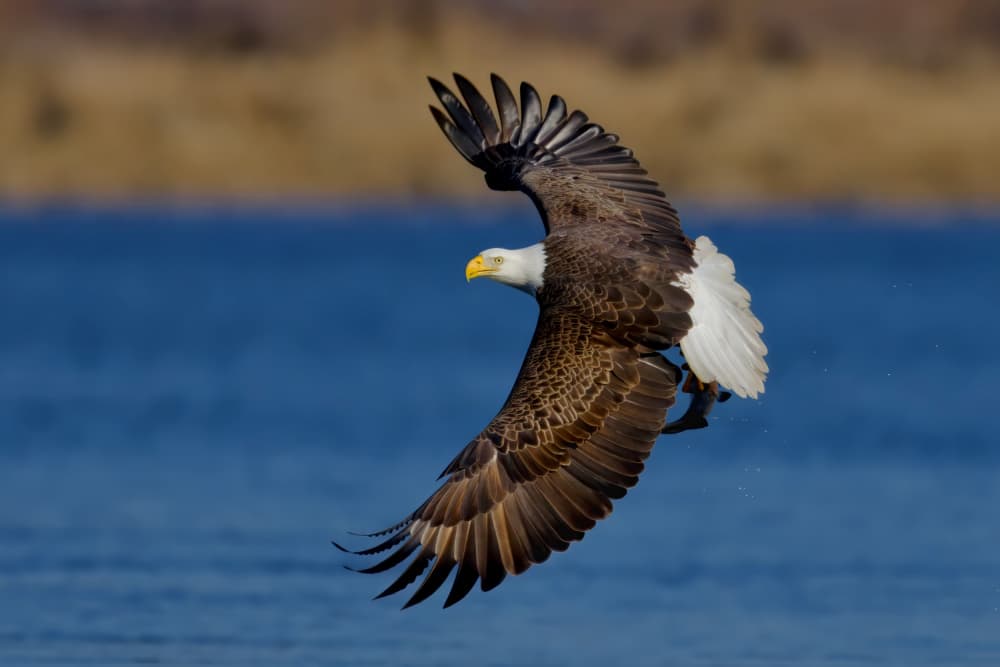 Bald Eagle Fish Catch by Gavin Lam — canvas wall art