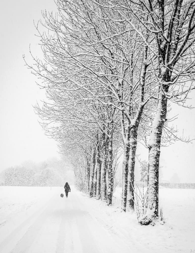 Snowy Winter Walk by Renate Wasinger — canvas wall art