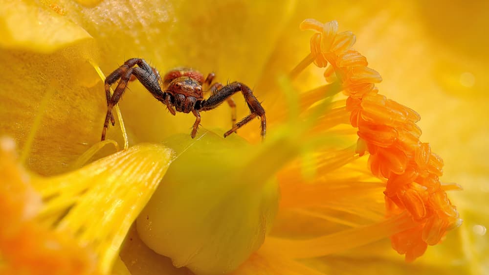 Tiny Spider Yellow Flower by Claudio Moretti — canvas wall art