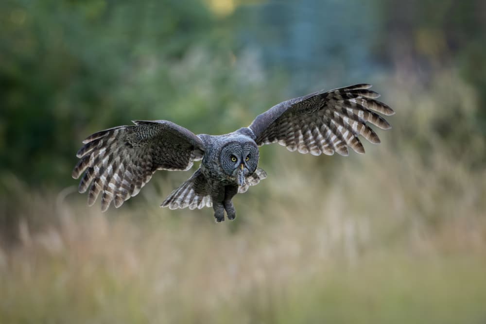 Great Grey Owl in Flight by Max Wang — canvas wall art