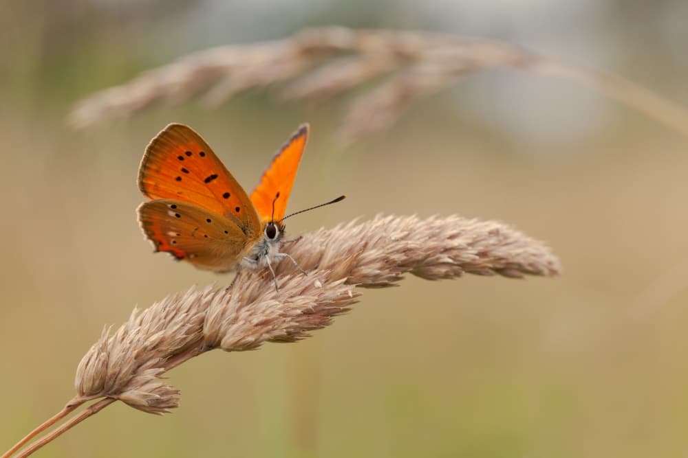 Orange Butterfly on Grass by Jakob Arnholtz — canvas wall art