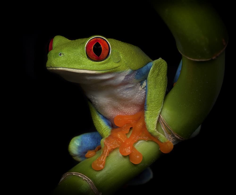 Vibrant Tree Frog Gaze by Ferdinando Valverde — canvas wall art