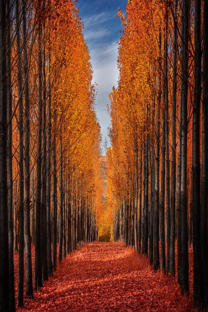 Vibrant Autumn Path by Hamed Qane — canvas wall art