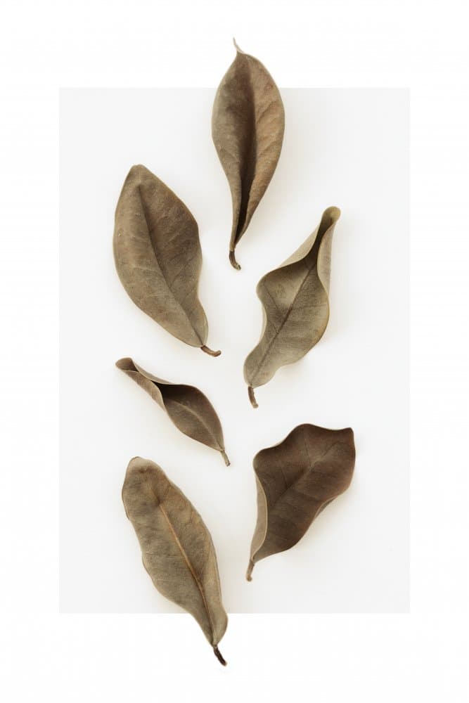 Earthy Dried Leaves by Pictufy Studio III — canvas wall art