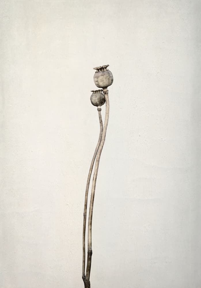 Elegant Poppy Stems by Lotte Grønkjær — canvas wall art