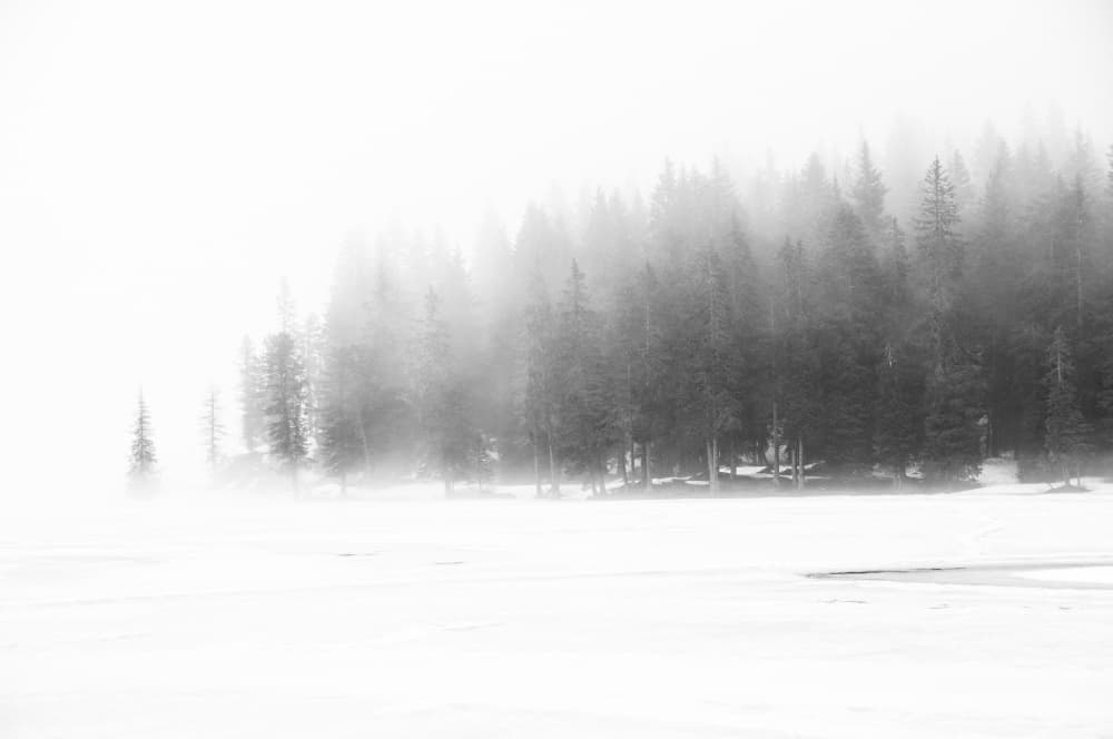 Snowy Forest Mist by Annalisa Bontempi — canvas wall art