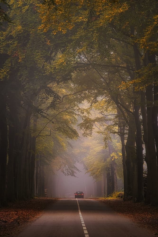 Misty Autumn Forest Road by Saskia Dingemans — canvas wall art