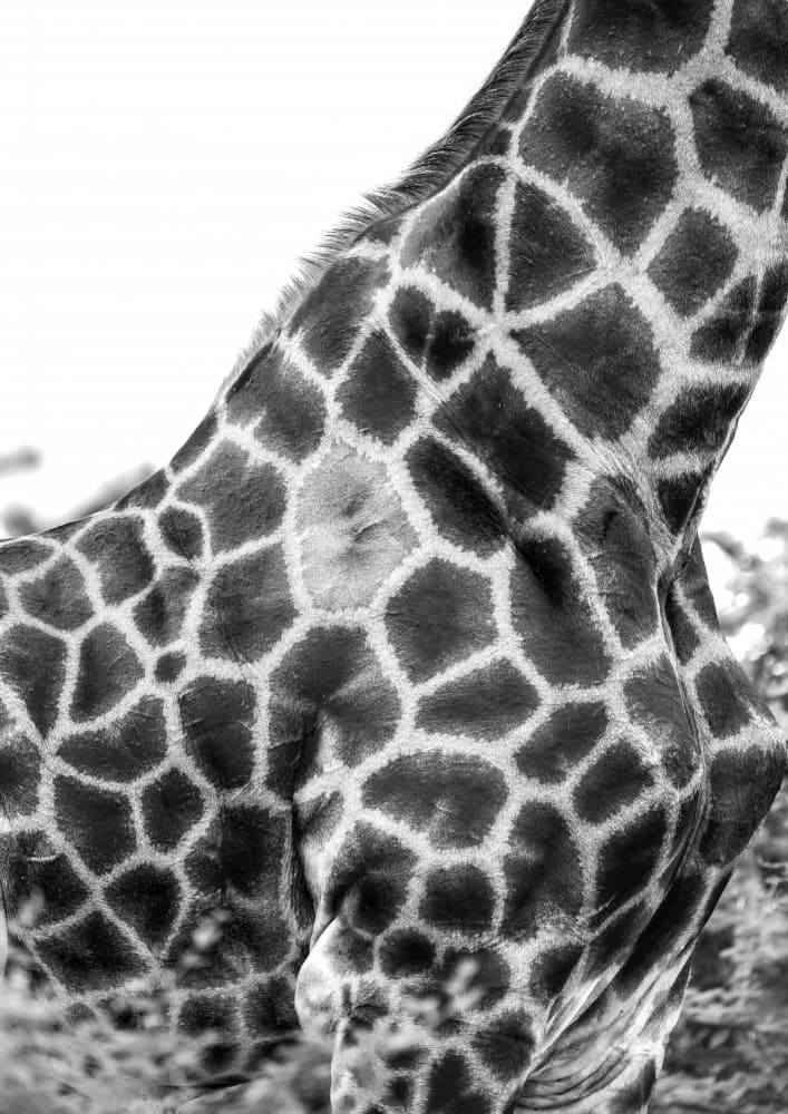 Intricate Patterns Of A Giraffe's Skin by Shot by Clint — canvas wall art