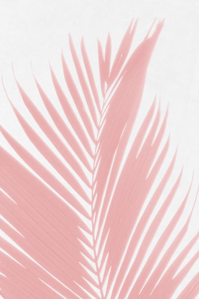 Blush Palm Shadow by amini54 — canvas wall art
