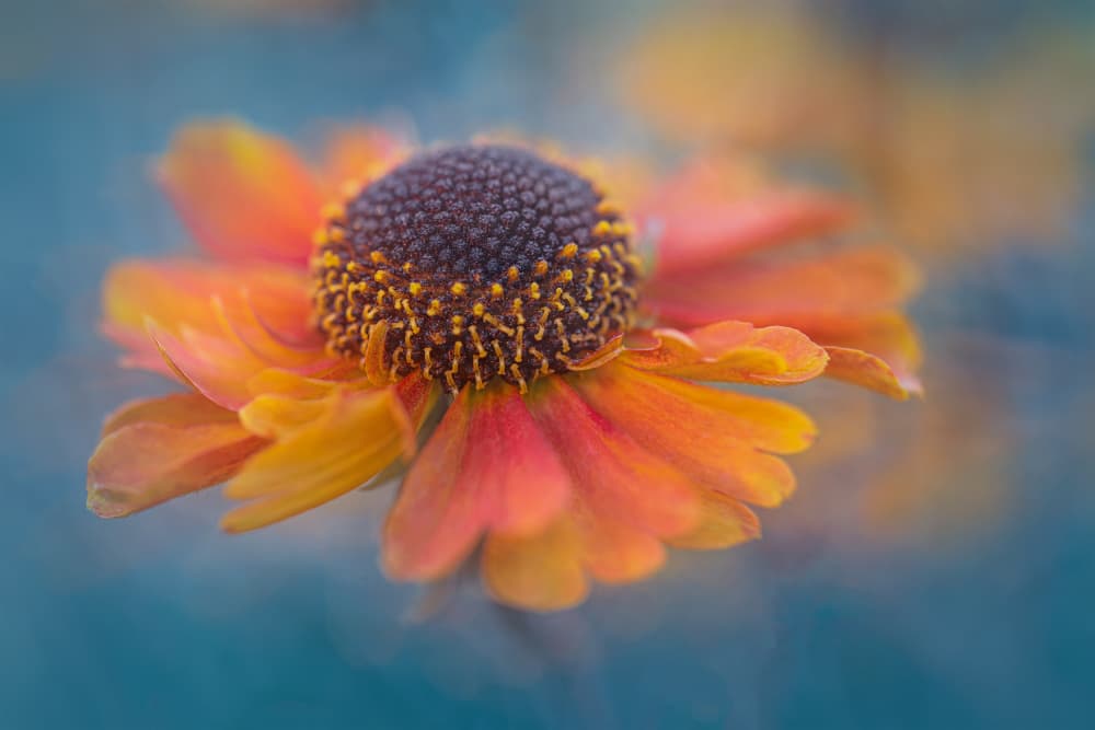 Vibrant Orange Bloom by Lydia Jacobs — canvas wall art