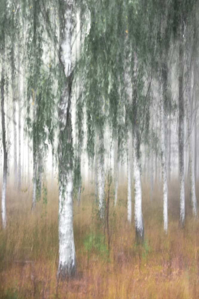 Misty Birch Forest by Christina Sillen — canvas wall art