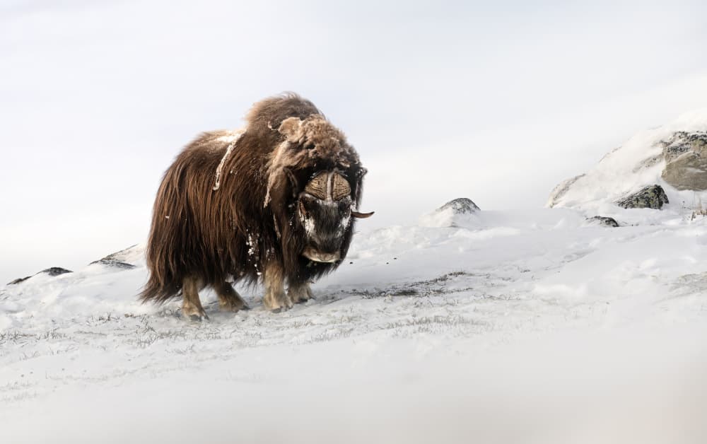 Musk Ox Winter Scene by Marco Barisone — canvas wall art