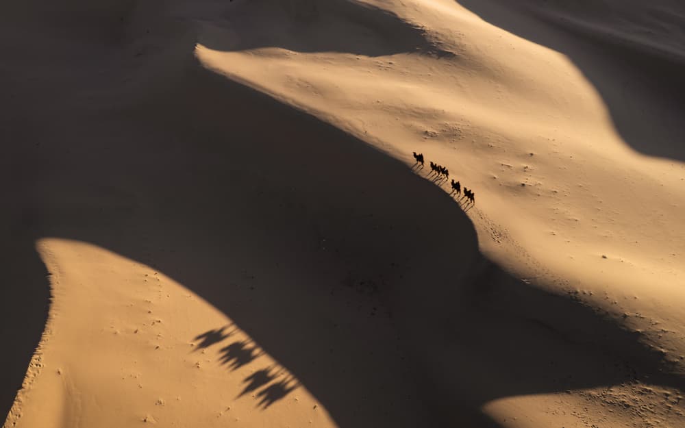 Shadows of the Gobi by Antoni Figueras — canvas wall art