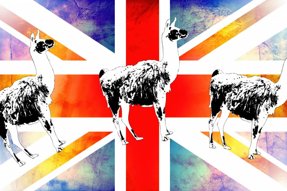 Union Jack Llamas by Rafal Kulik — canvas wall art