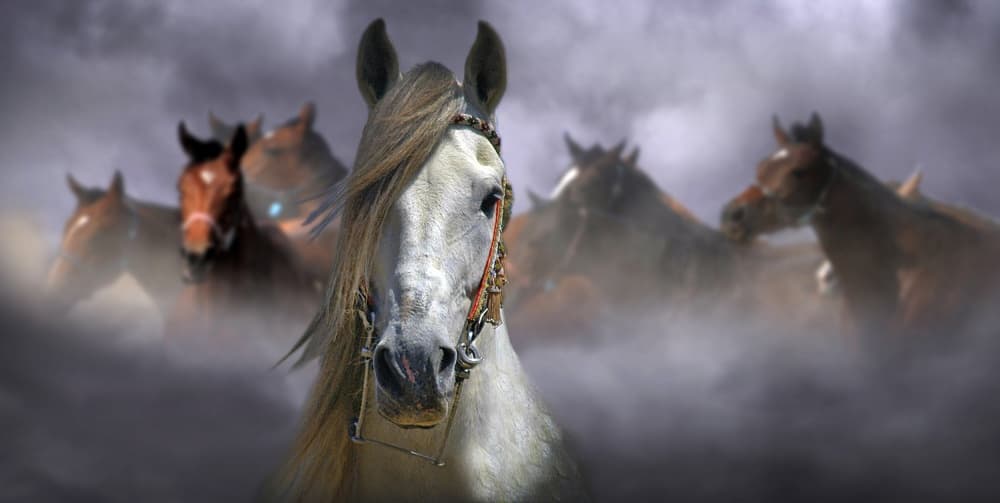 Majestic Horses in Mist by Kadir Civici — canvas wall art