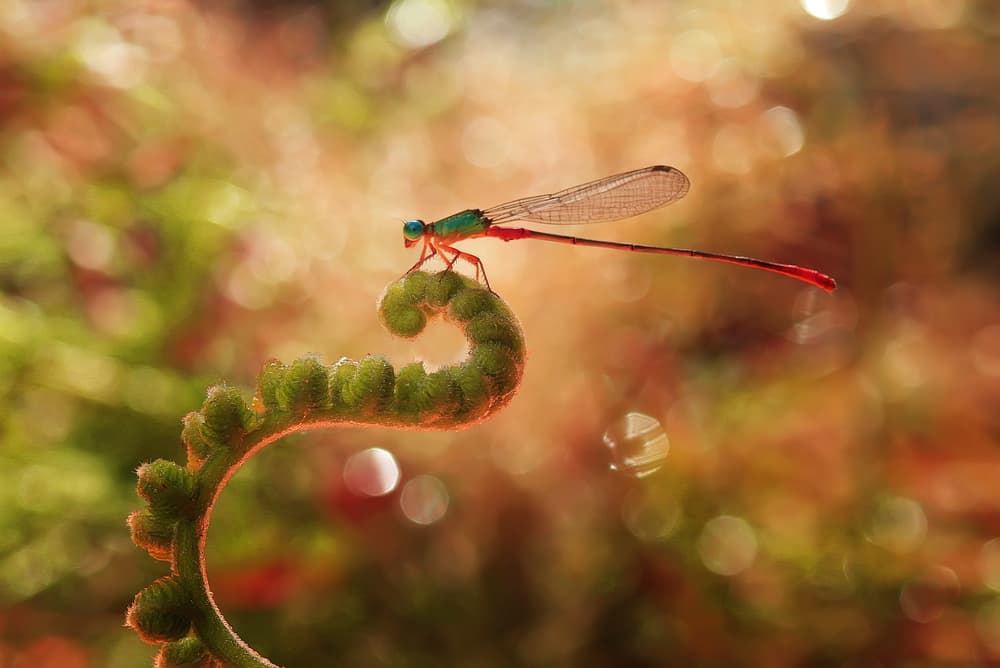 Damselfly on Fiddlehead Fern by Abdul Gapur Dayak — canvas wall art