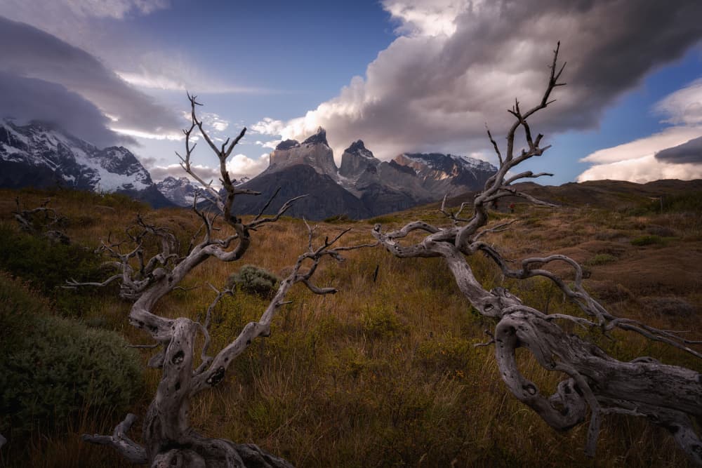 Torres Paine Weathered Trees by carmenvillar — canvas wall art