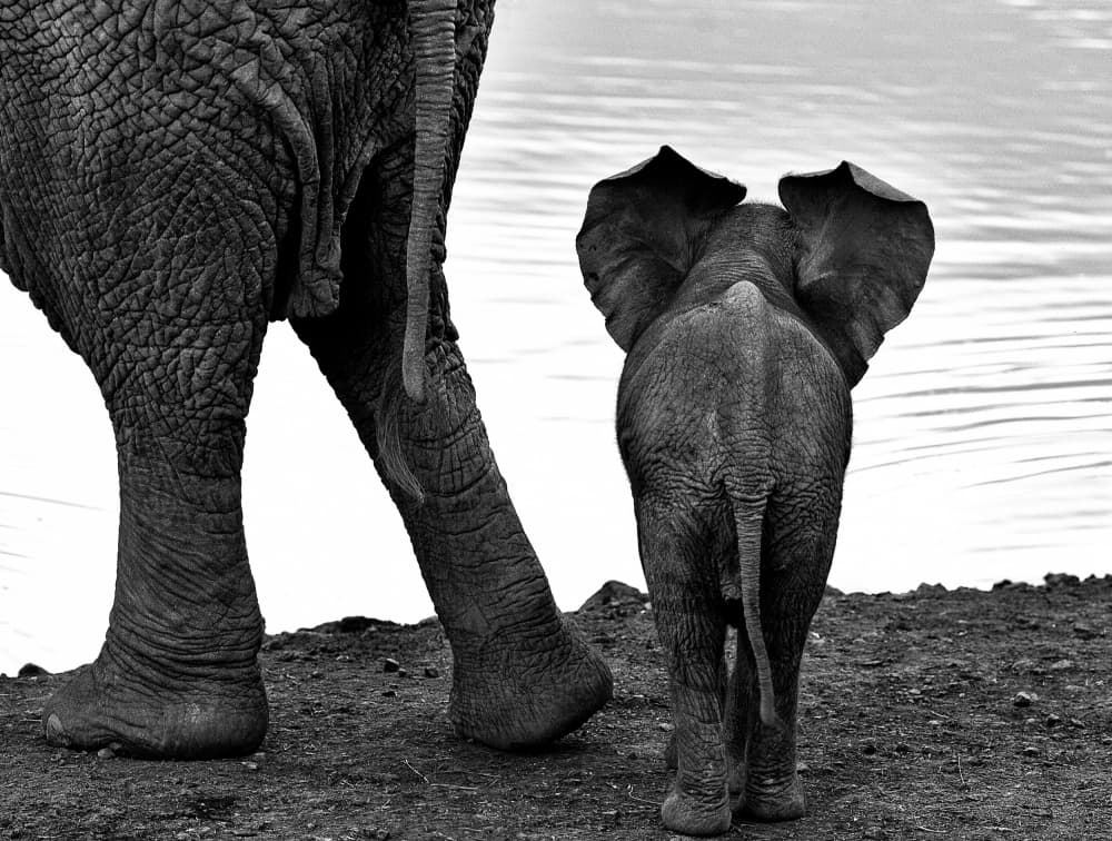 African Elephant Pair by Jassi Oberai — canvas wall art