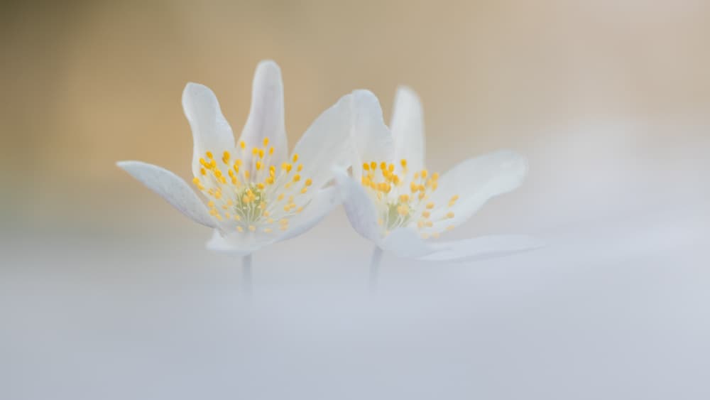Soft White Flowers by brigitte van krimpen — canvas wall art
