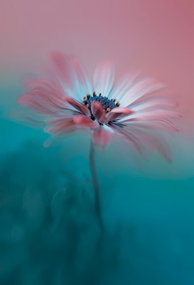 Dreamy Pink Teal Bloom by Lydia Jacobs — canvas wall art