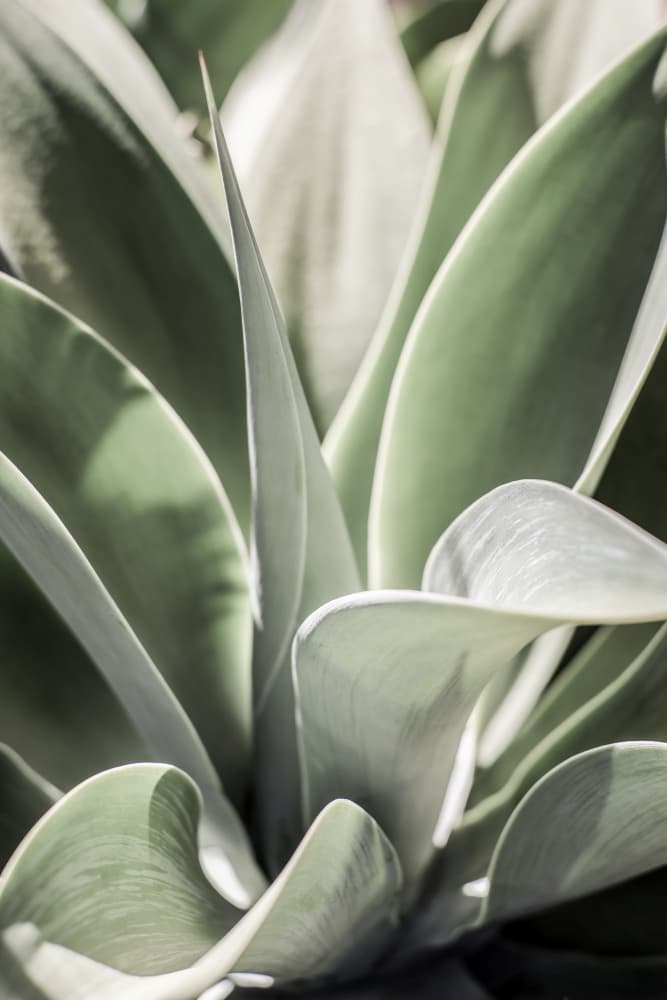 Agave Whisper by Shot by Clint — canvas wall art