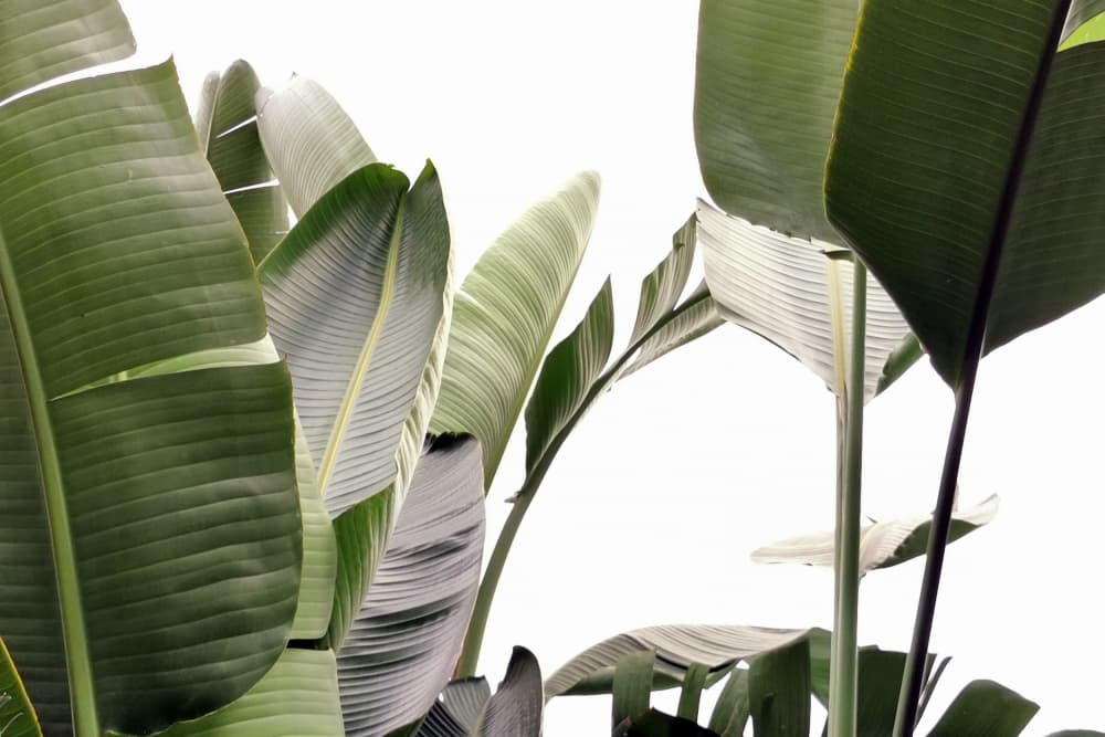 Lush Tropical Leaves by amini54 — canvas wall art