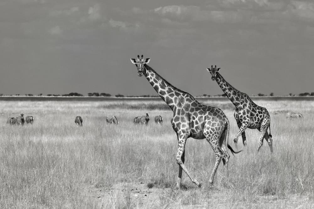 Two Giraffes Savanna by Mathilde Guillemot — canvas wall art