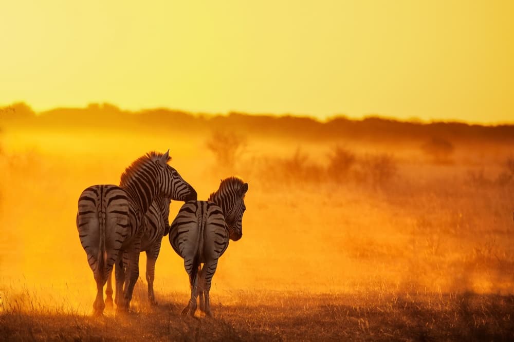Golden Hour Zebras by Ben McRae — canvas wall art