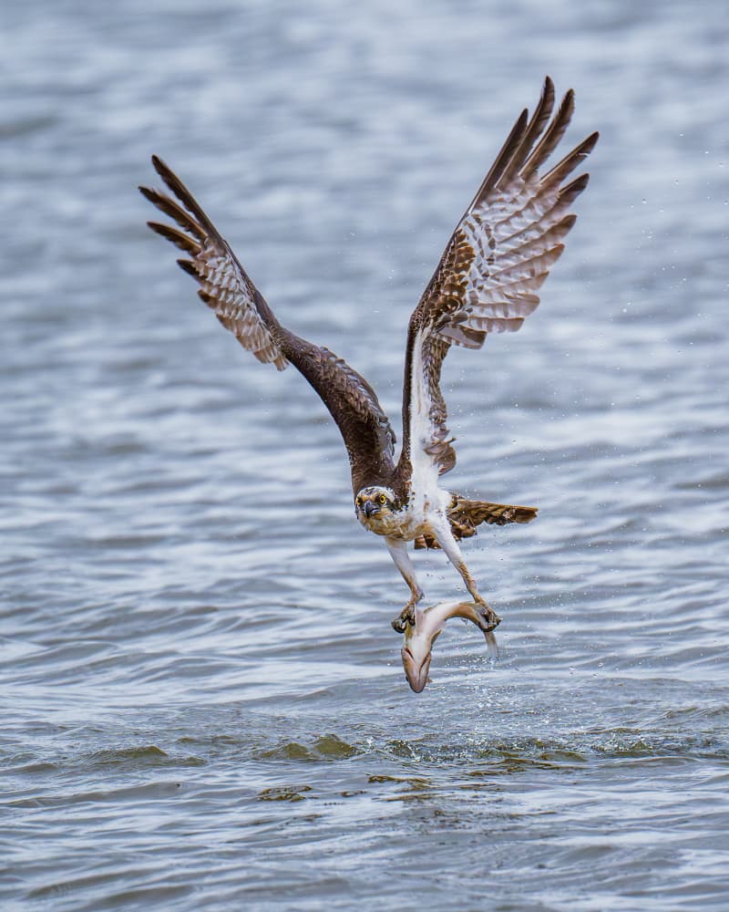 Osprey's Perfect Catch by Siyu_Wei APA — canvas wall art