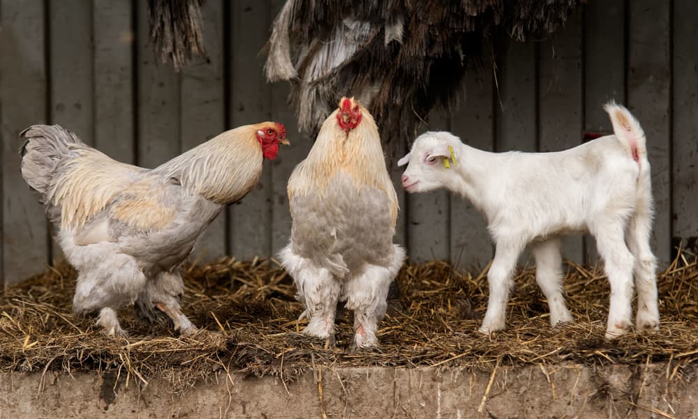 Farmyard Friends by Gert van den Bosch — canvas wall art