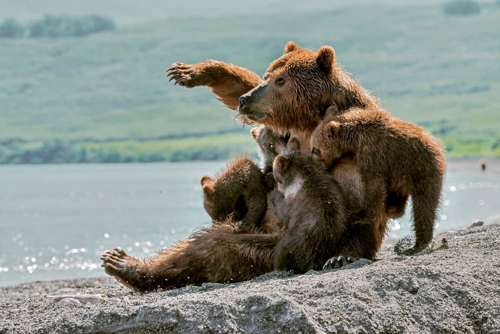 Mama Bear and Cubs by Giuseppe DAmico — canvas wall art
