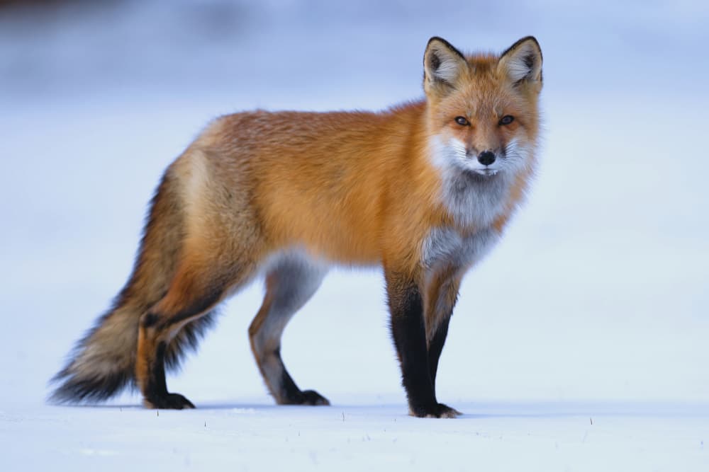 Vigilant Winter Fox by Gavin Lam — canvas wall art