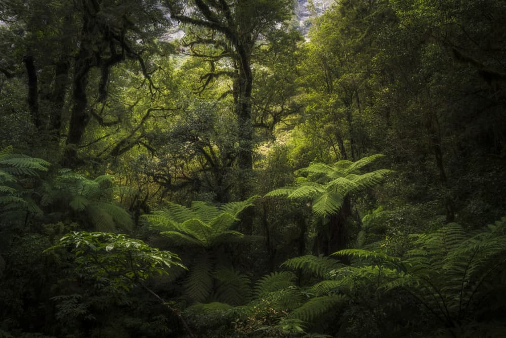 Deep Green Forest by Richard Vandewalle — canvas wall art