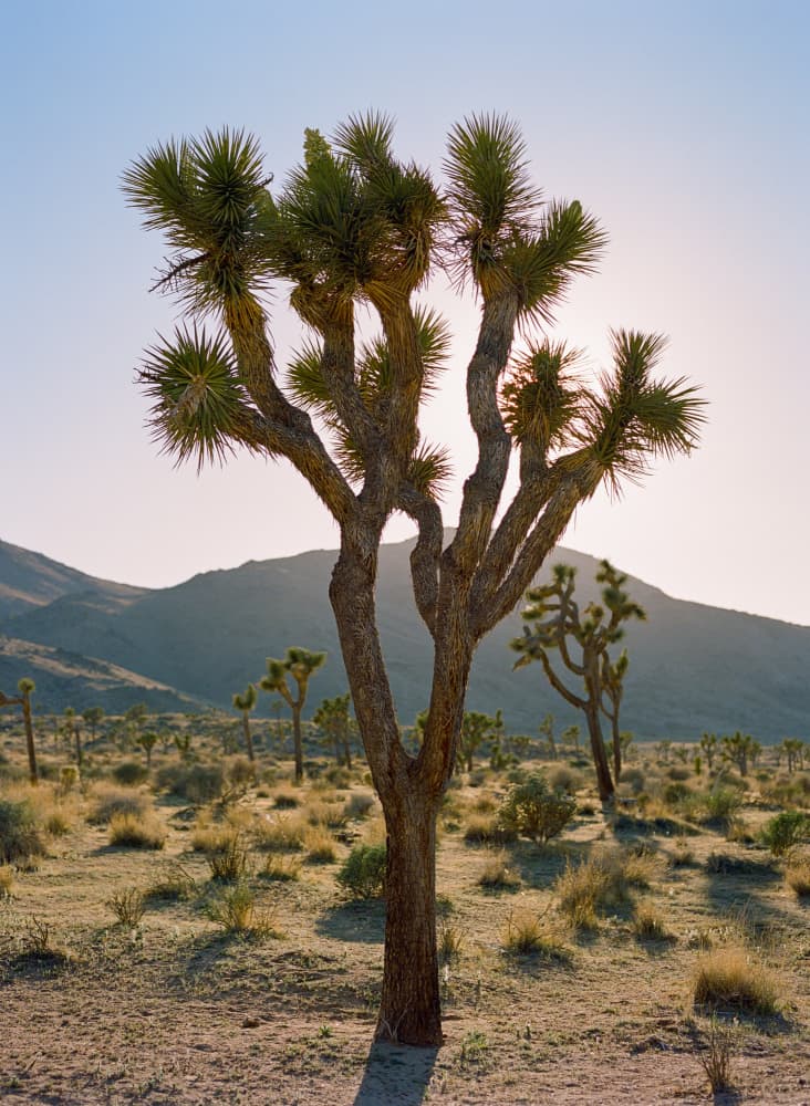 Golden Hour Joshua Tree by Bethany Young — canvas wall art