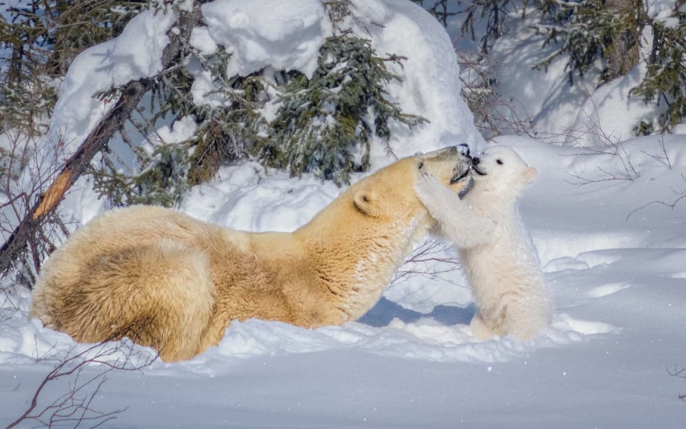 Playful Polar Bears by John J. Chen — canvas wall art