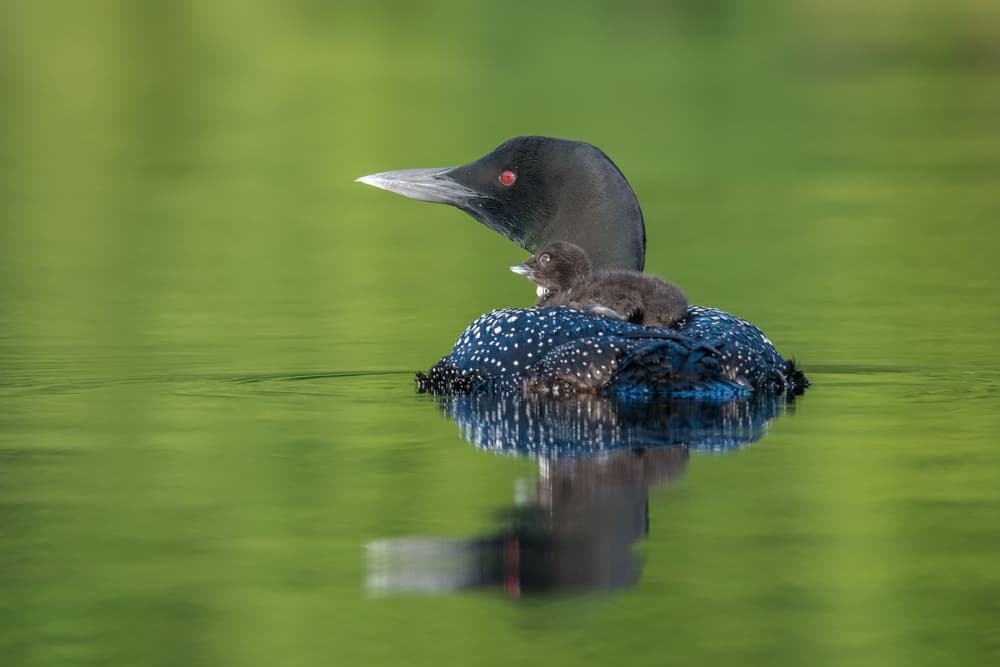 Peaceful Loon Family by Nick Kalathas — canvas wall art