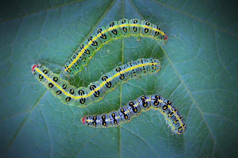 Vibrant Caterpillars on Leaf by Jimmy Hoffman — canvas wall art